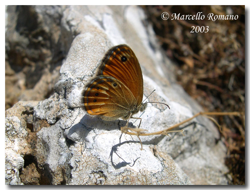 Coenonympha corinna (Lepidoptera, Nymphalidae Satyrinae)